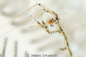 Shrimp Cocktail / Skeleton shrimp eating the brains of a ... by James Deverich 